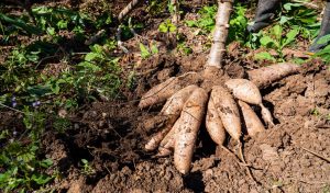 Alimentation en Guyane :  ethnobotanique des peuples premiers d’Amérique